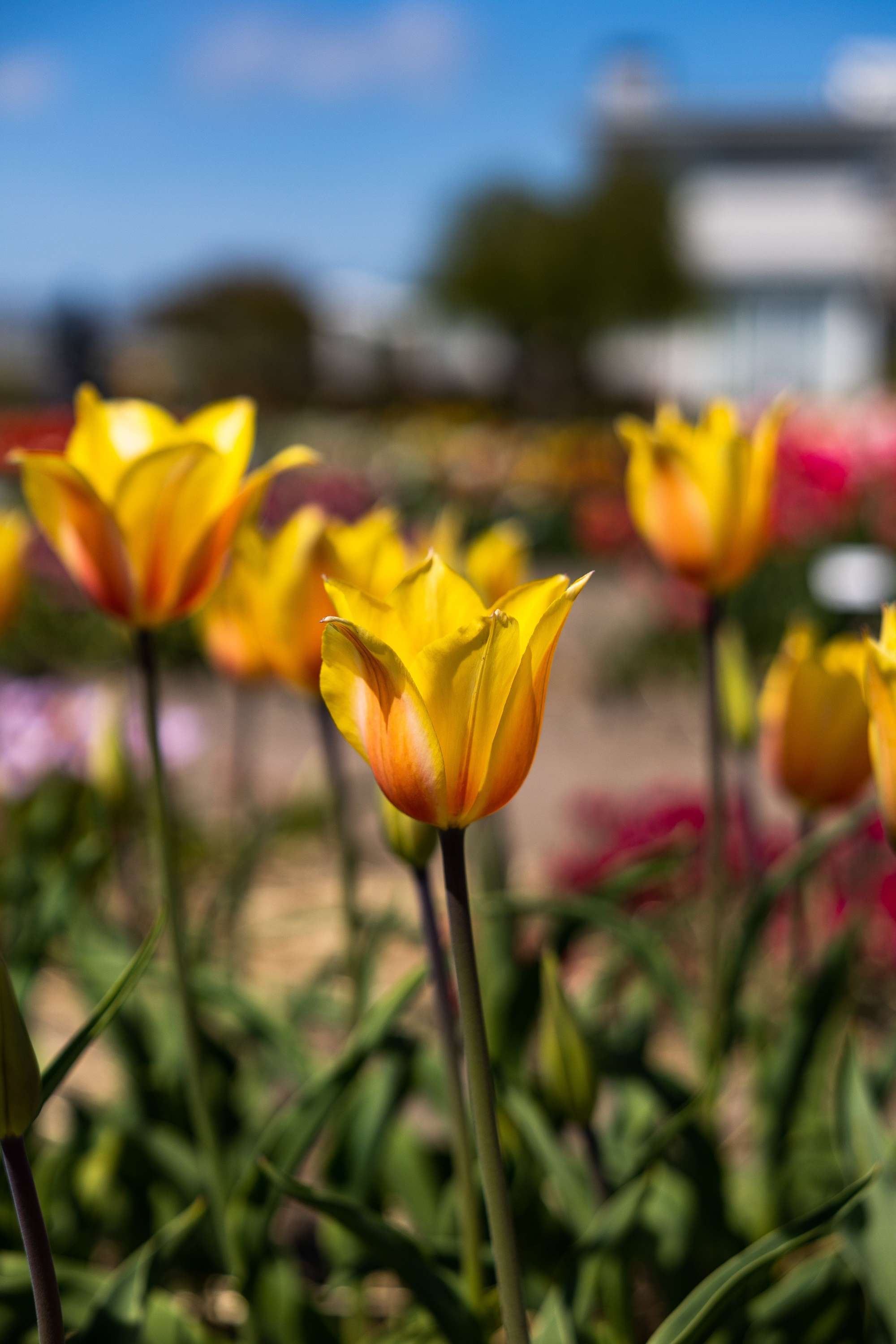 Tulpan 'Blushing Lady'